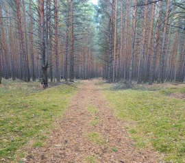 Прирезка лесных участков Кадастровые работы в Севастополе